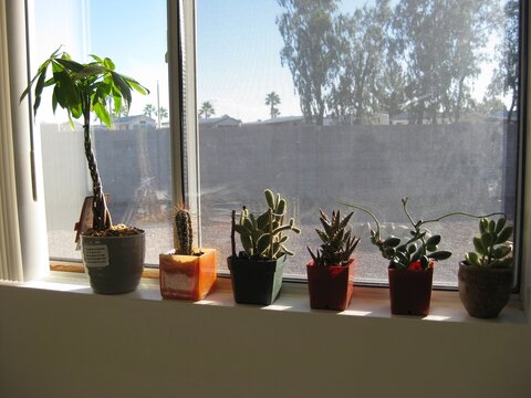 Six Potted Cacti and Plants on Windowsill in Arizona Home