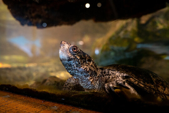 Western Pond Turtle at Aquarium of the Bay