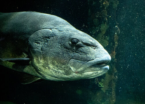 Giant Sea Bass At Aquarium Of The Bay