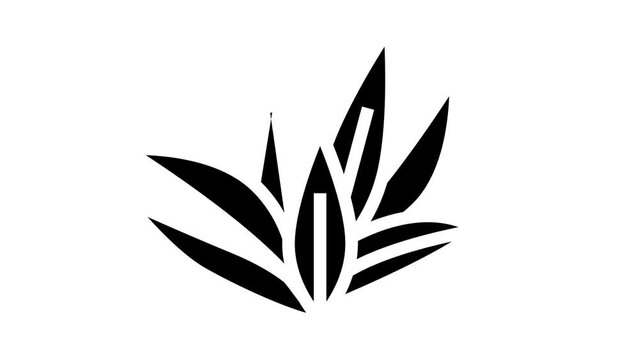 cryptocoryne wendttii glyph icon animation