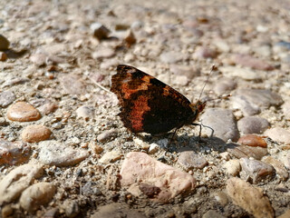 butterfly on the rock