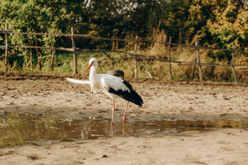 The stork walks close to people in the park in autumn.