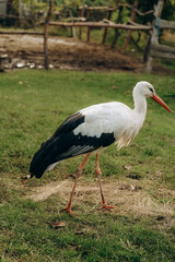 The stork walks close to people in the park in autumn.