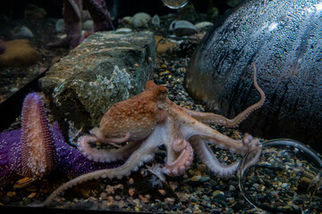 Red Octopus at Aquarium of the Bay