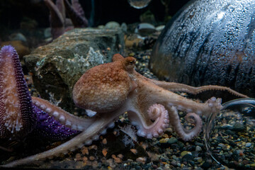 Red Octopus at Aquarium of the Bay