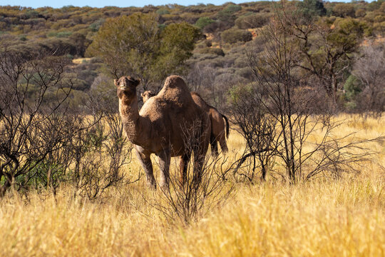 Wild feral camels in the Australian outback.