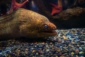 Obraz na płótnie Canvas Moray Eel at Aquarium of the Bay