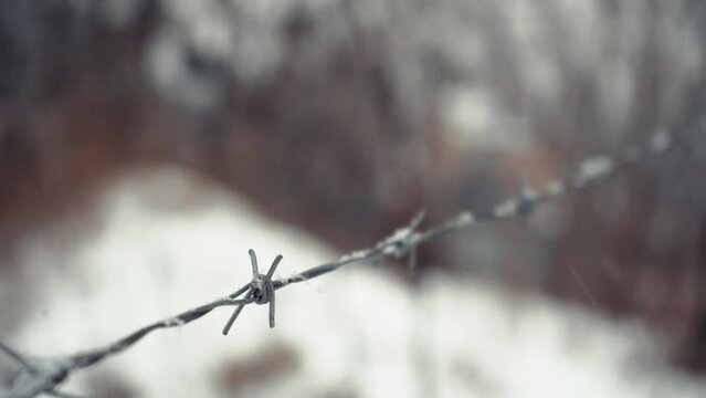 Barbed wire under the snow close-up. The concept of prickly frost. Detail of a prison in snowy weather.