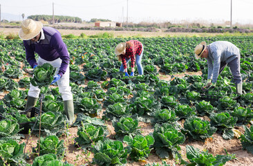 Team of farm workers harvesting by hand organic savoy cabbage crop on fertile agriculture land in springtime