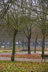 Urban park with leafless trees and light mist