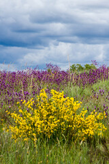 Spring detail of mauve or purple and yellow wildflowers on a hill 