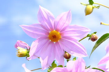 Large emperor dahlia flowers against the blue sky