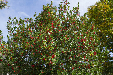 Fototapeta na wymiar Holly tree with leaves and red berries 
