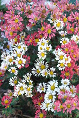 Lots of white and pink marguerite flowers