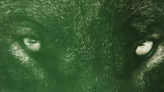 Predatory mammal, Canidae, carnivore, top-level predator. The eyes of the merciless predator close. Super slow motion 1000 fps.