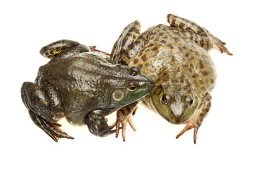 frog on white.