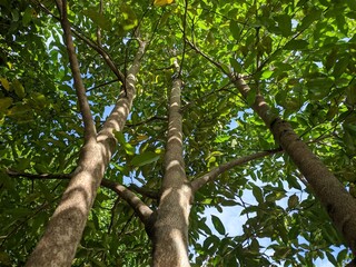 Fototapeta premium Gaharu tree (Aquilaria malaccensis) in the morning