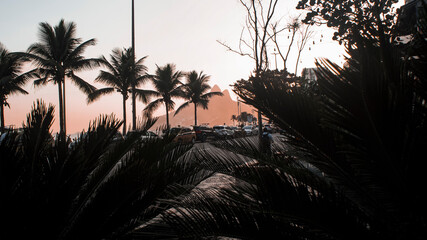 palm tree silhouette