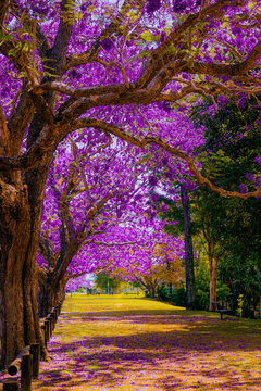 Jacarandas in the park
