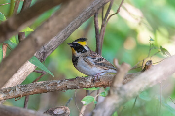 ミヤマホオジロ