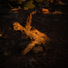 Single Fallen Tree Trunk Glows Brilliant Orange At Sunset