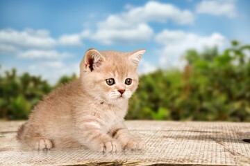 Cute domestic young cat on nature background