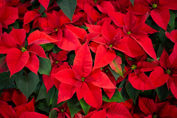 Blossomed beautiful red poinsettia flowers in the greenhouse, closeup  top view