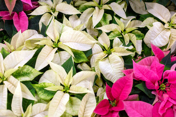 Blossomed beautiful white and pink poinsettia flowers in the greenhouse, closeup top view