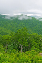 Hanging Clouds on a Green Spring Mountain Forest