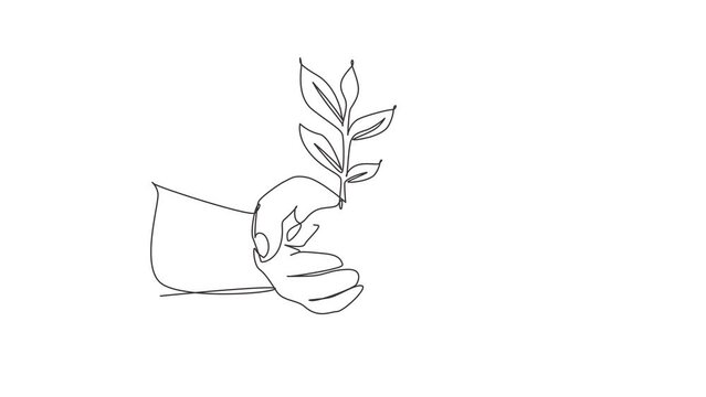 Animated self drawing of single continuous line draw hands holding plant in soil on white background. Environment earth day in the hands of trees growing seedlings. Full length one line animation