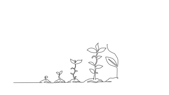 Animated self drawing of continuous line draw infographic of planting tree. Seeds sprout in ground. Seedling gardening plant. Sprouts, plants, trees growing icons. Full length single line animation