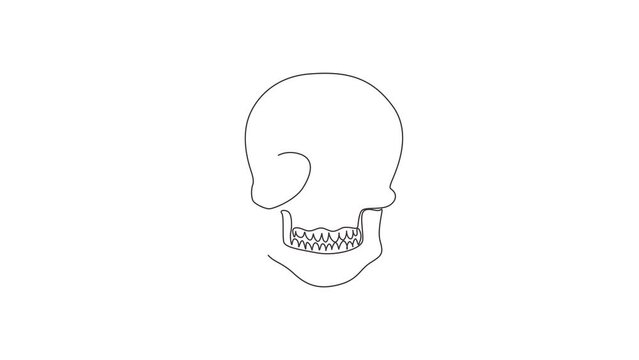 Animated self drawing of continuous line draw sketch skull. Hand drawn anatomical skulls in front projection. Artwork, anatomy face halloween horror vector elements. Full length one line animation