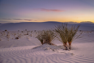 Sunset Over Yucca in White Sands
