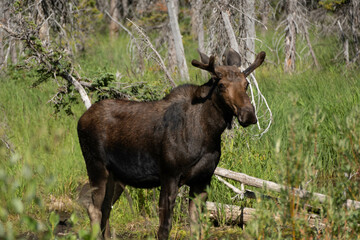 Naklejka na ściany i meble Moose on the Loose in Waterton National Parks