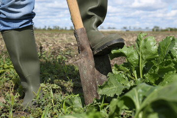 Man digging soil with shovel in beet field, closeup