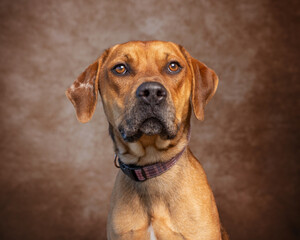 Cute photo of a dog in a studio shot on an isolated background