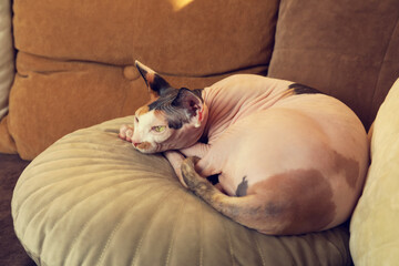 Adorable Sphynx cat lying on pillow indoors. Cute pet
