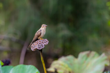 The plaintive cuckoo on lotus seed