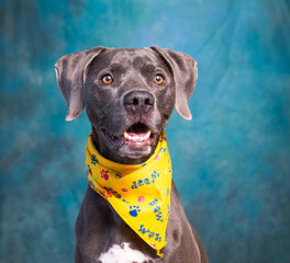 Cute photo of a dog in a studio shot on an isolated background - 550155074