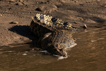 Saltwater crocodile on the bank of the Sampan River, Kakadu National Park, Australia.