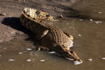 Saltwater crocodile on the bank of the Sampan River, Kakadu National Park, Australia.