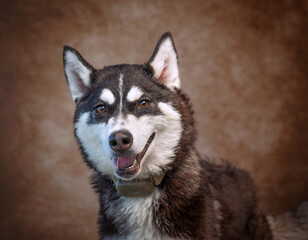 Cute photo of a dog in a studio shot on an isolated background