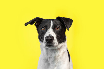 Cute photo of a dog in a studio shot on an isolated background