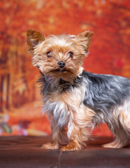 Cute photo of a dog in a studio shot on an isolated background