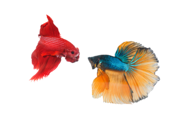 Couple betta fighting fish top form preparing to fight isolated a on white