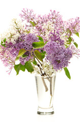 The beautiful lilac isolated on white background