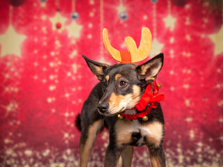 Cute photo of a dog in a studio shot on an isolated background