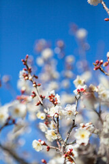 青空を背景に白梅の花	