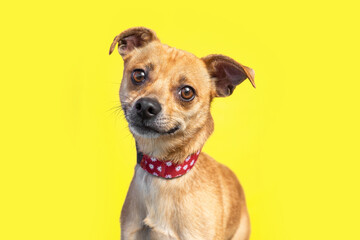 Cute photo of a dog in a studio shot on an isolated background