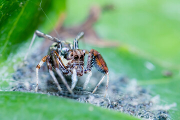 The jumper spider and a baby on green leaf